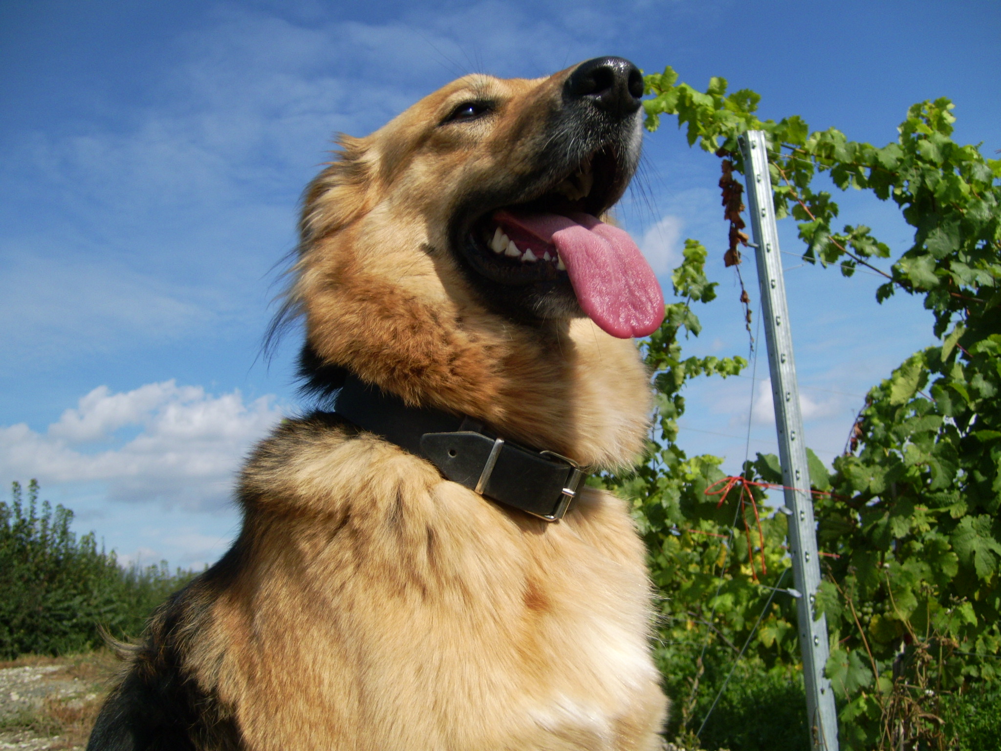 Bora (Hovawart, Collie) Collie Hovawart 